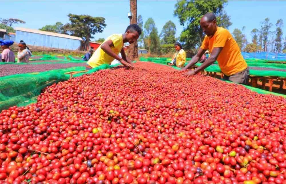 Ethiopian coffee farmers harvesting red coffee cherries in Guji Zone