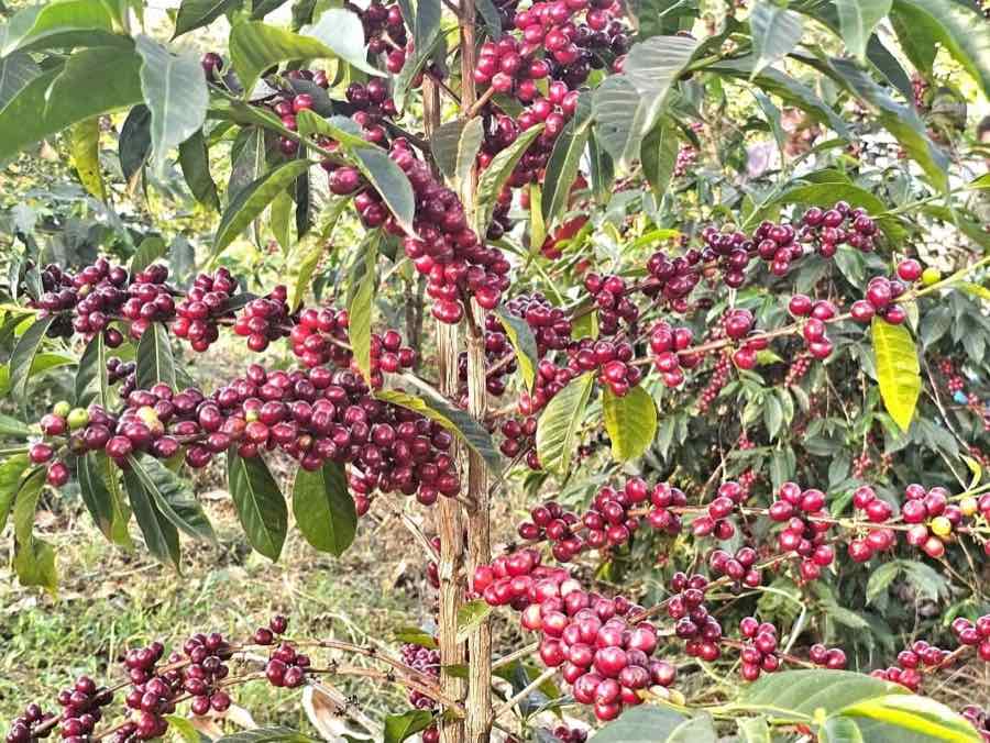 Coffee farm in Ethiopia Guji Zone